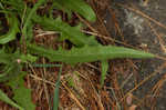 Smooth hawksbeard